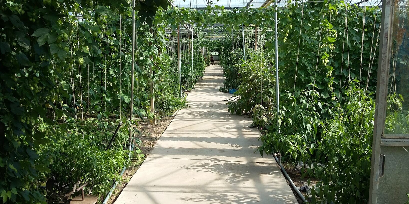 Foto 6 Pure ontdekking