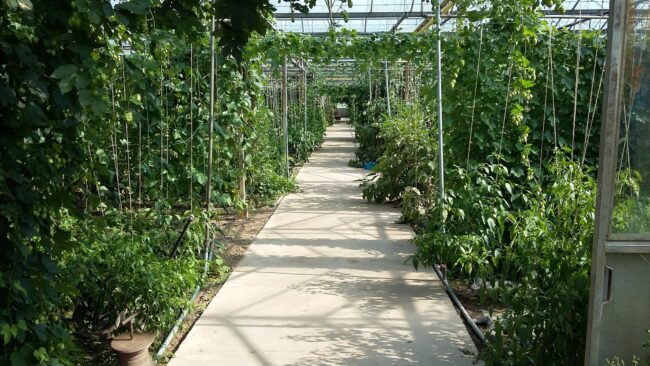 Foto 6 Pure ontdekking