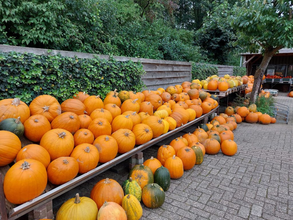 Halloween-pompoenen