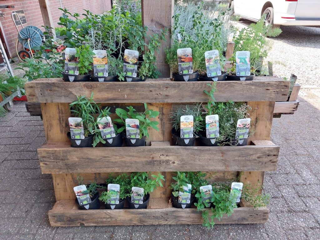 Kruidenplanten