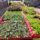 Groenteplanten
