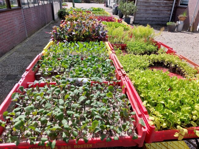Groenteplanten