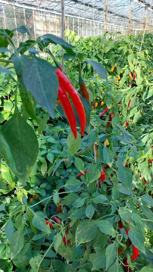Spaanse peper in de kas