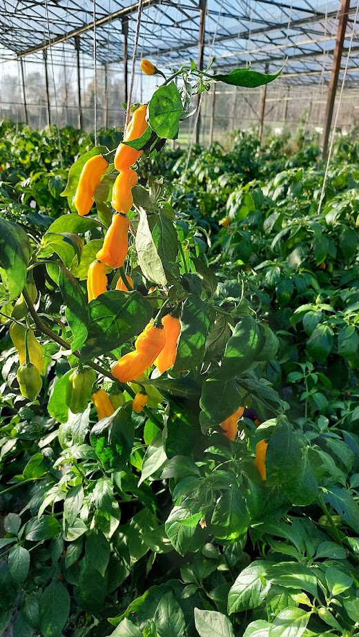 Madam Jeannet plant in de kas